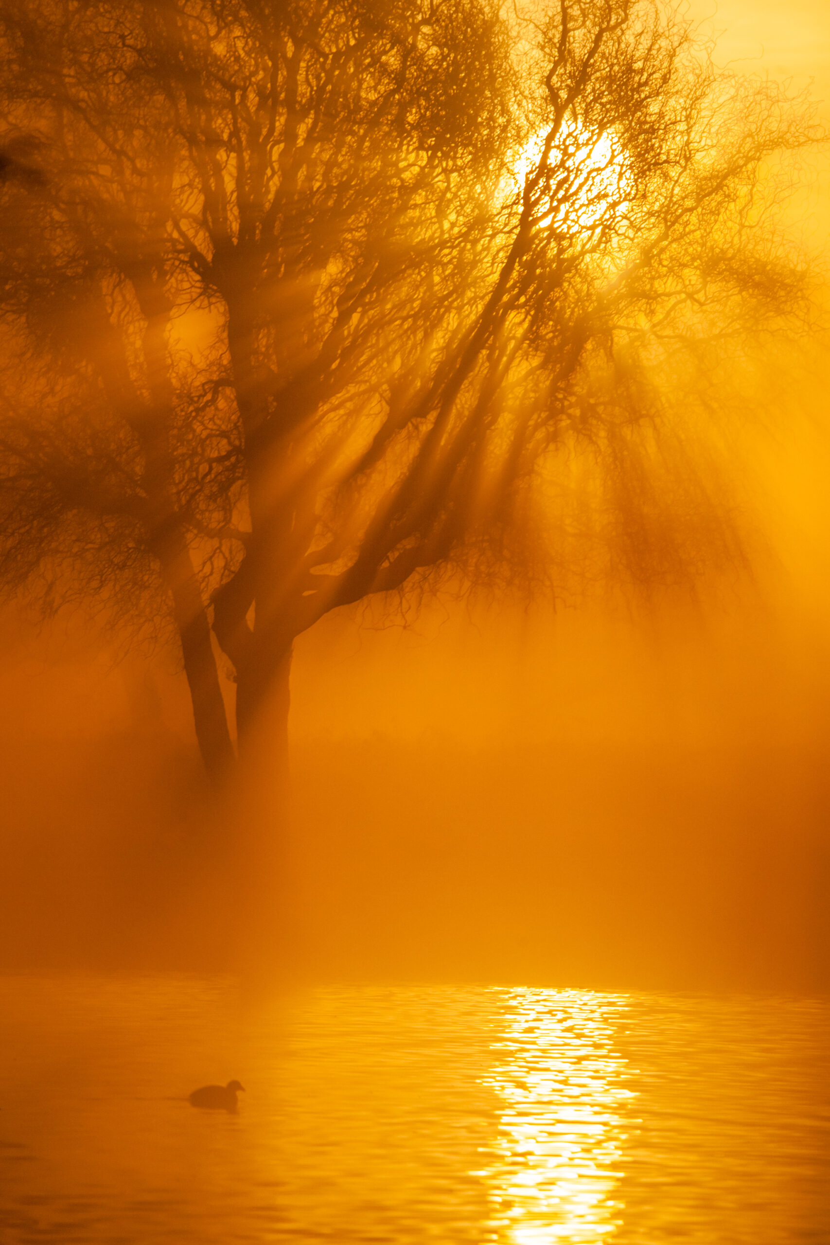 Sunrise in the mist through the trees in London's Parks