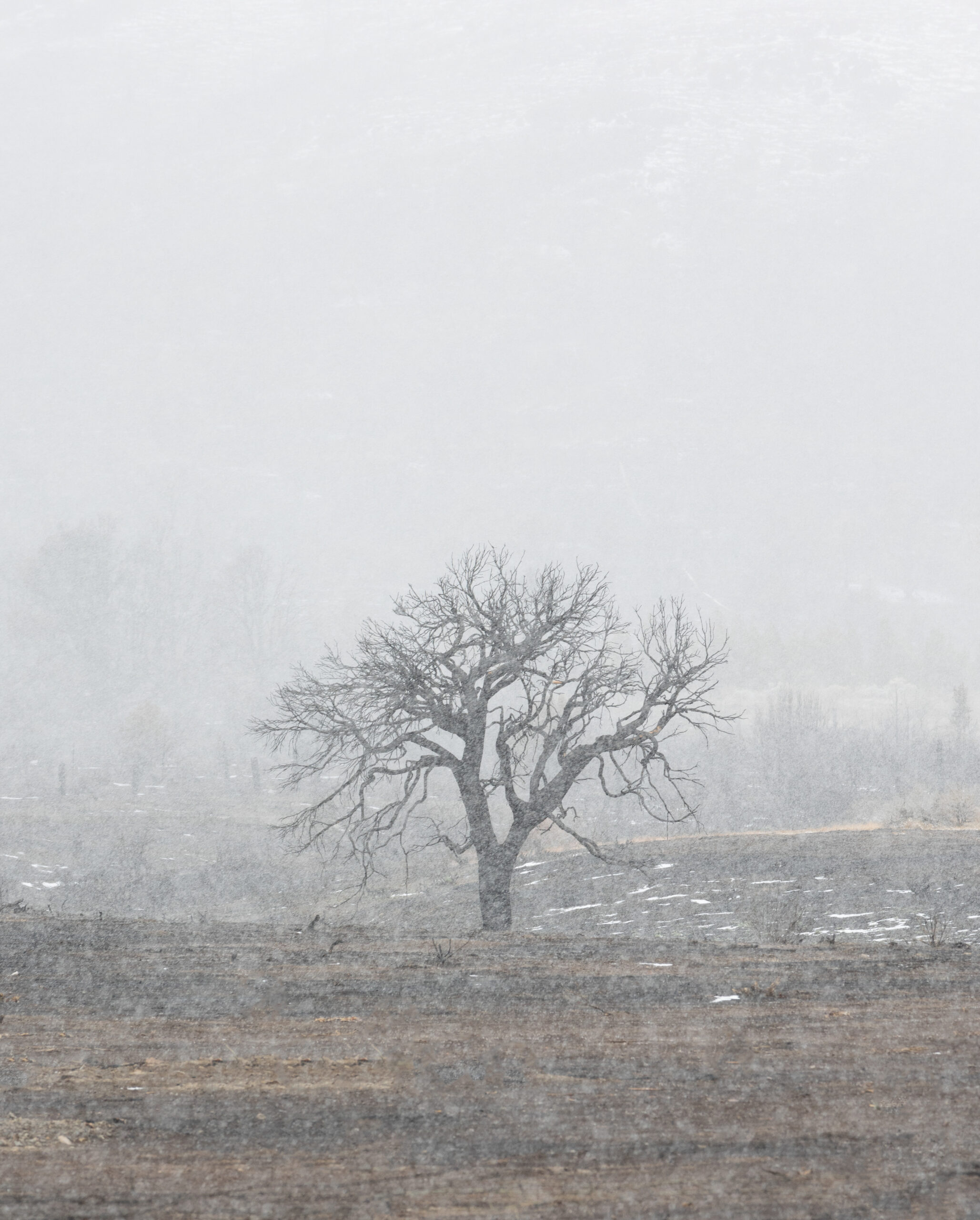 An isolated tree in a blizzard among the burned ruins of a wildfire