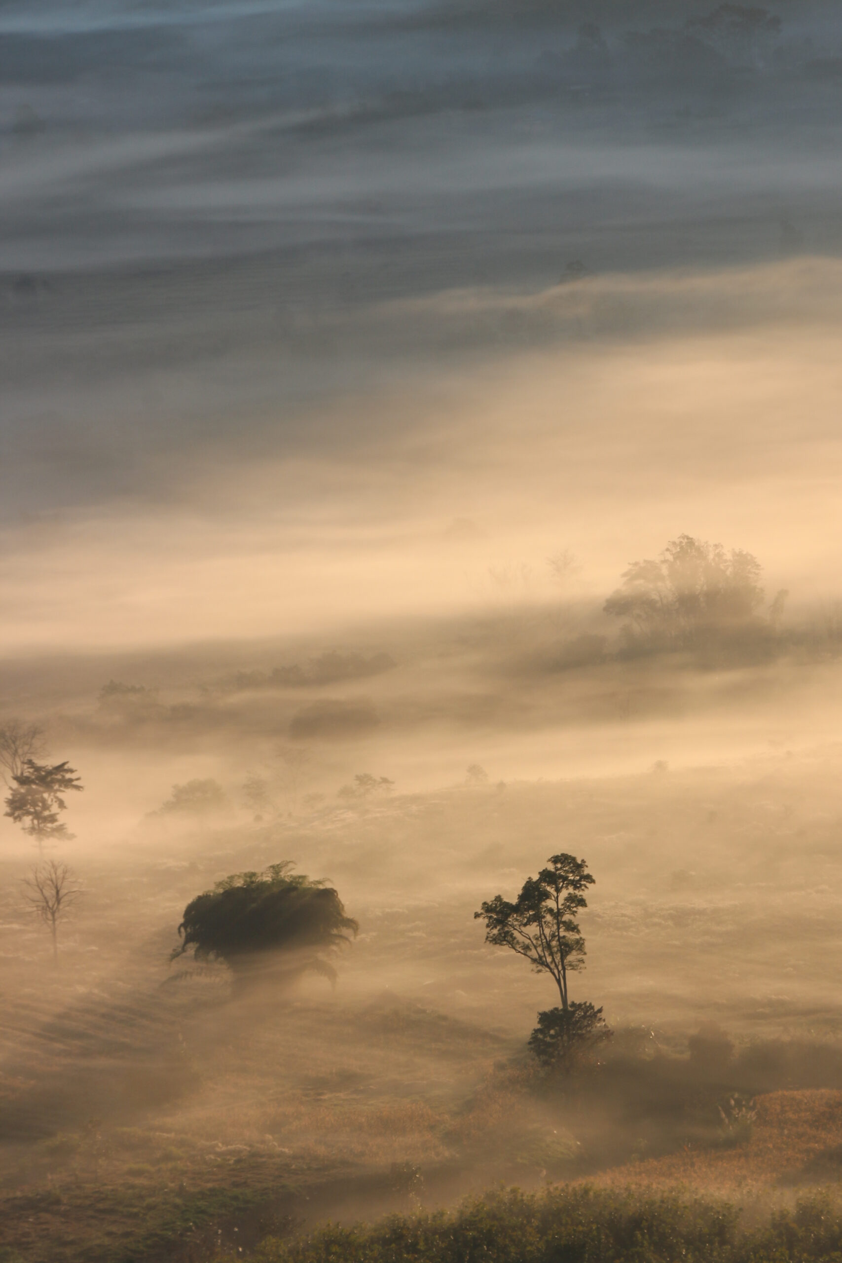 Aerial view of trees in morning fog