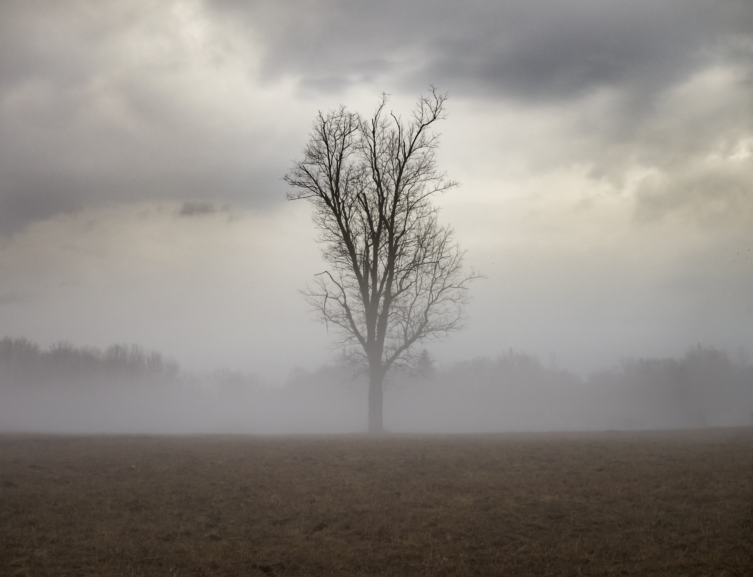 Mysterious Solitary Tree in a Foggy Field